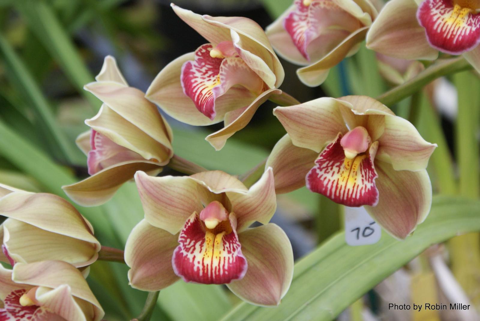 Orchidées et jardins botaniques