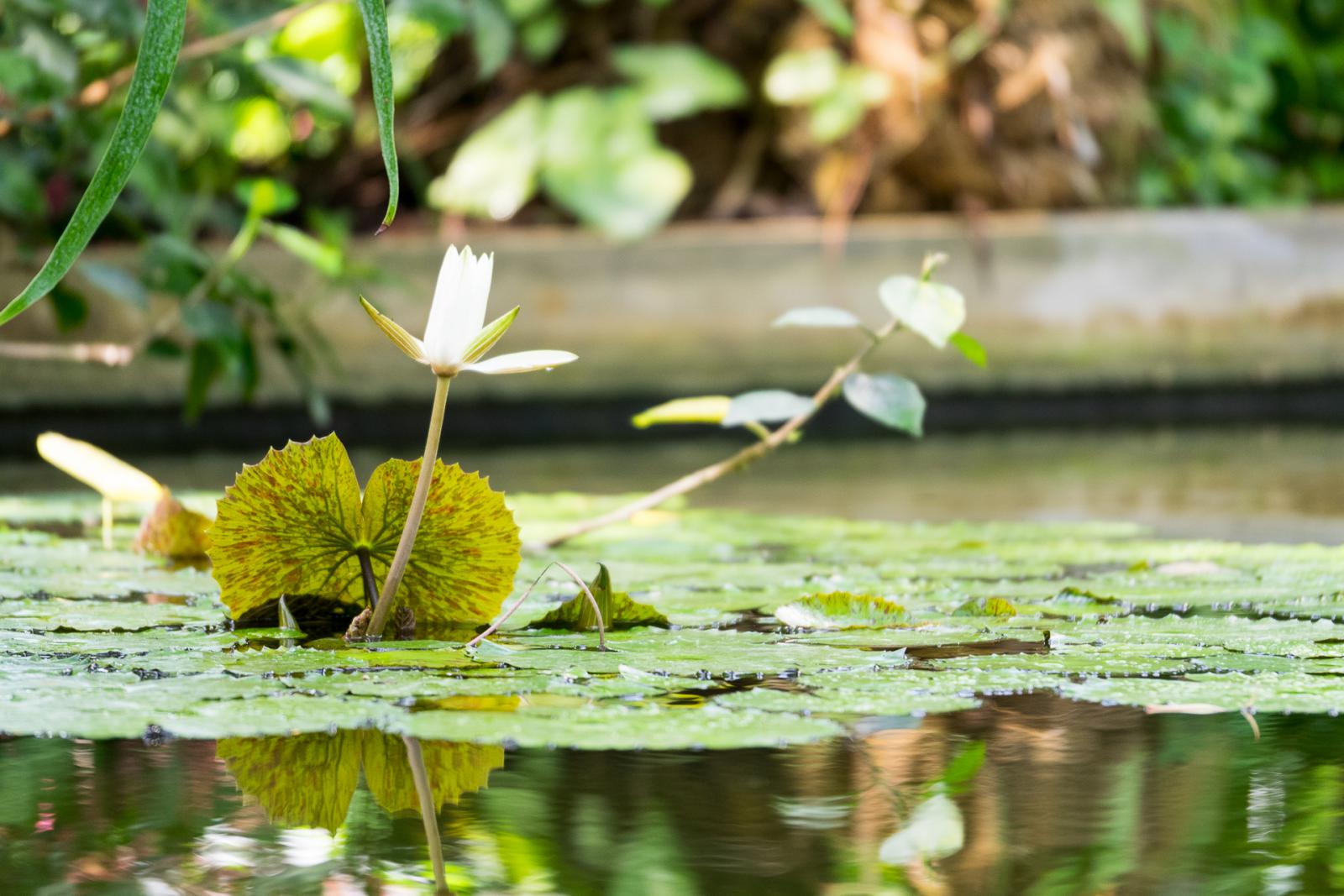 Jardin des Serres Auteuil